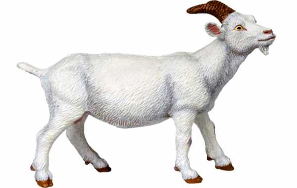 Гороскоп коза на 2019 год