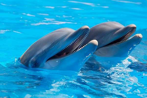 К чему приснились дельфины