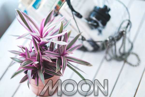 Лунный календарь для пересадки комнатных цветов на октябрь 2019