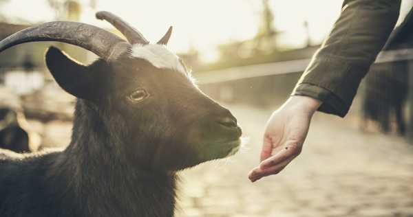 Зачем стягивают козе рога